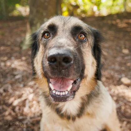 An adult large-sized female Anatolian Shepherd dog named Skylar for adoption in Largo, FL