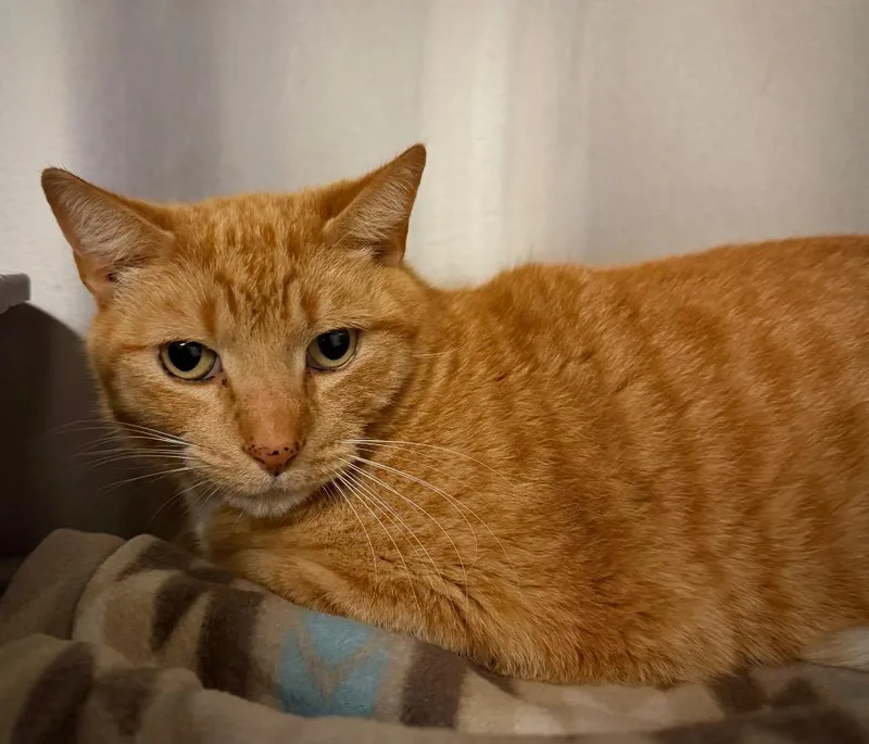 An adult small-sized male Domestic Short Hair cat named Cheeto for adoption in Ocala, FL