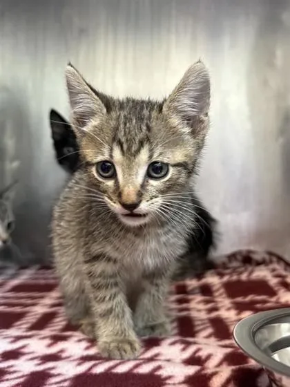 A baby small-sized male Brown / Chocolate Domestic Short Hair cat named 61806444 for adoption in El Paso, TX