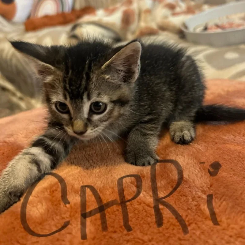 A baby small-sized female Brown / Chocolate Domestic Short Hair cat named Capri for adoption in Westminster, CA