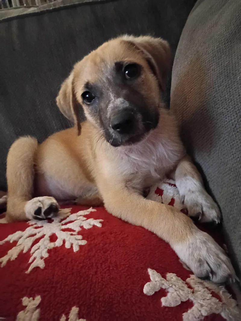 A young medium-sized male Australian Cattle Dog / Blue Heeler dog named Mistletoejake for adoption in Winder, GA