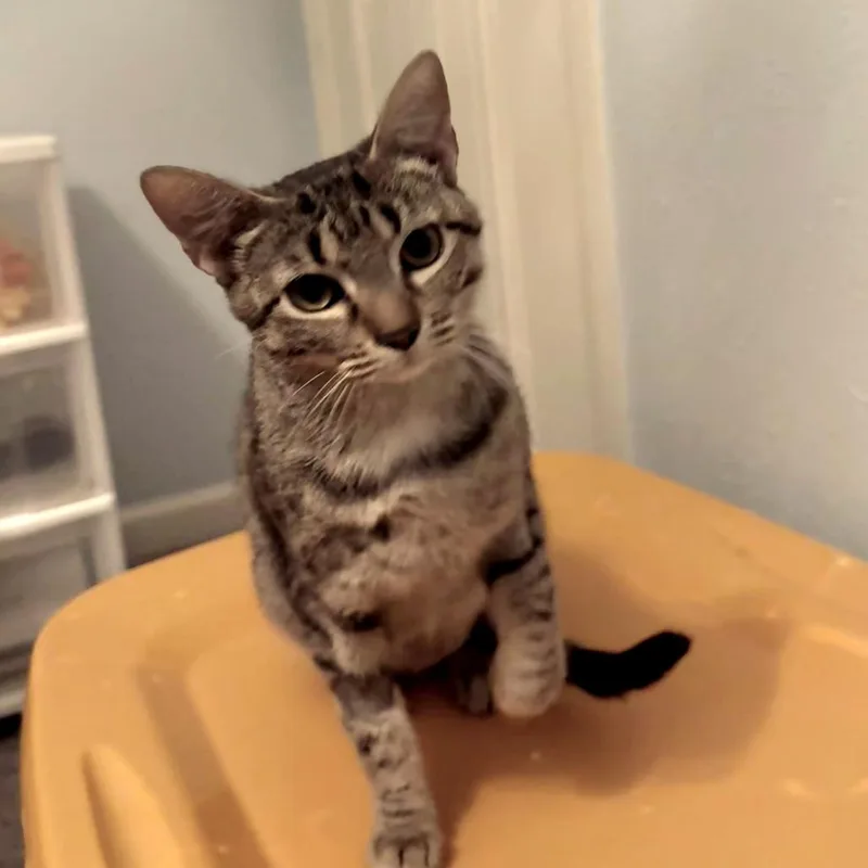 An adult medium-sized female Brown / Chocolate Domestic Short Hair cat named Snuggles for adoption in Brownsboro, AL