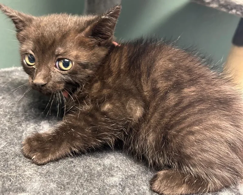 A baby medium-sized male Domestic Short Hair cat named Bob for adoption in Seven Points, TX