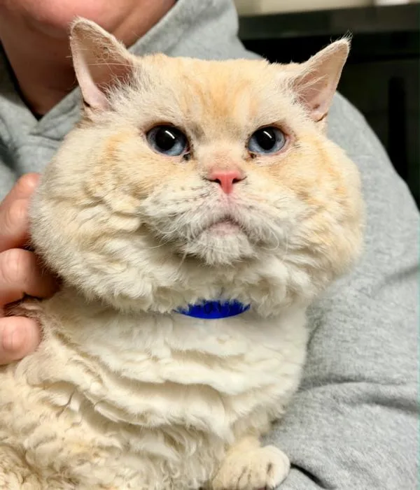 An adult medium-sized male Cream / Ivory Munchkin cat named Doodle for adoption in Kenosha, WI