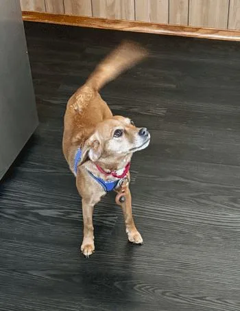 An adult small-sized female Brown / Chocolate Beagle dog named Mochi for adoption in West Decatur, PA