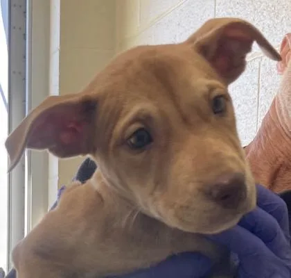 A baby medium-sized female Mixed Breed dog named Miley for adoption in Cincinnati, OH