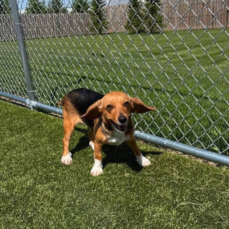 A young small-sized female Tricolor (Brown, Black, & White) Beagle dog named Ariel for adoption in Atco, NJ