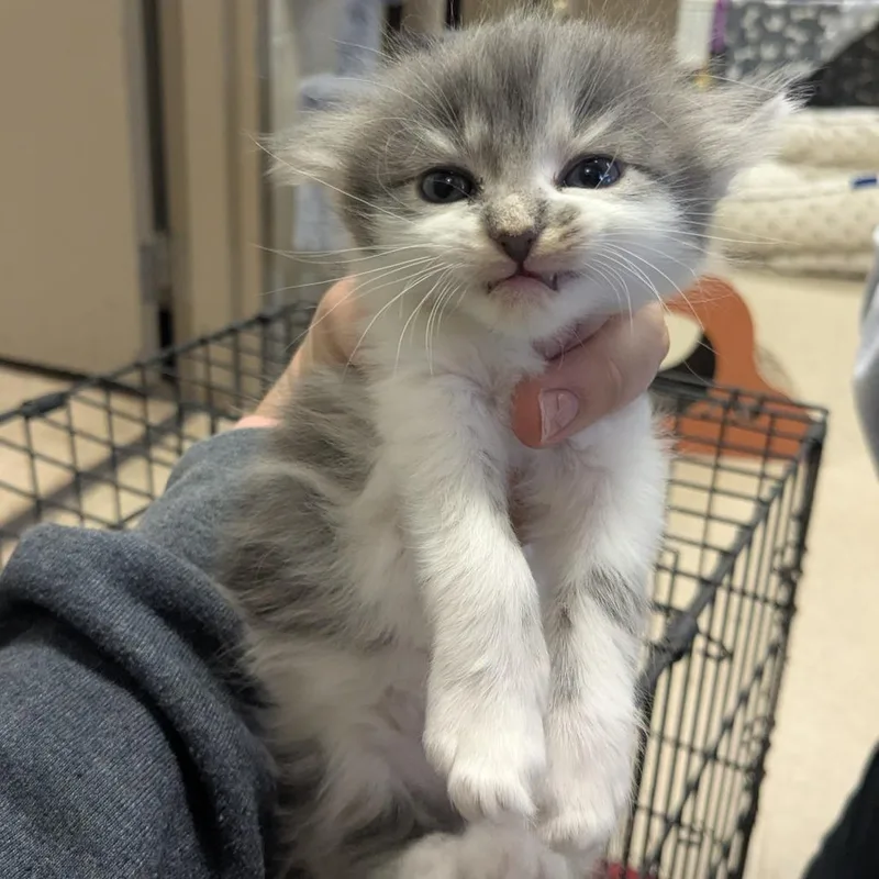 A baby small-sized female Gray / Blue / Silver Domestic Medium Hair cat named Blackberry for adoption in Birmingham, AL