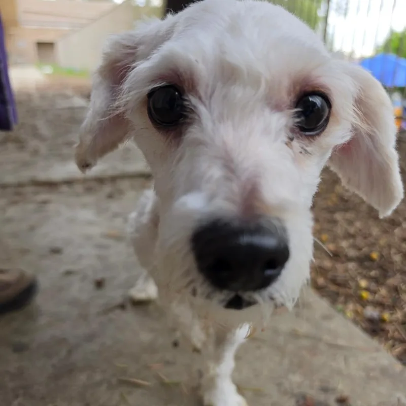 Codie  Chino Hills thumbnail 2