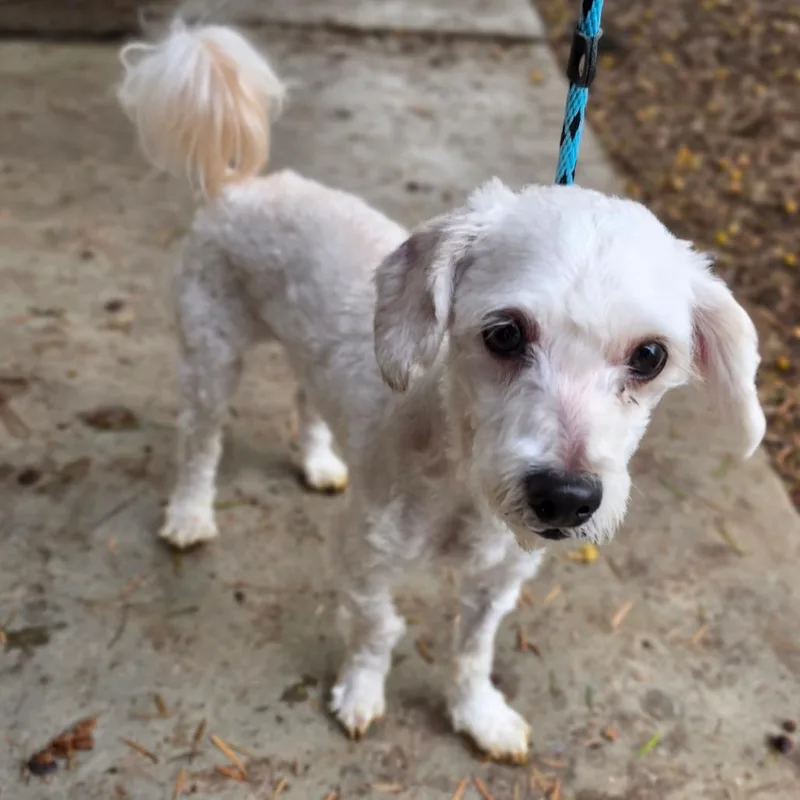 Codie  Chino Hills thumbnail 3