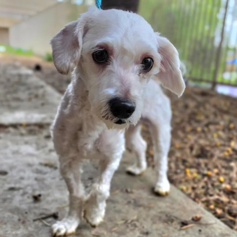 Codie  Chino Hills thumbnail 4