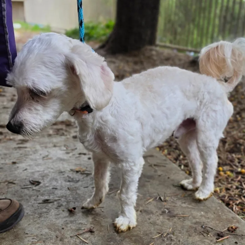 Codie  Chino Hills thumbnail 5