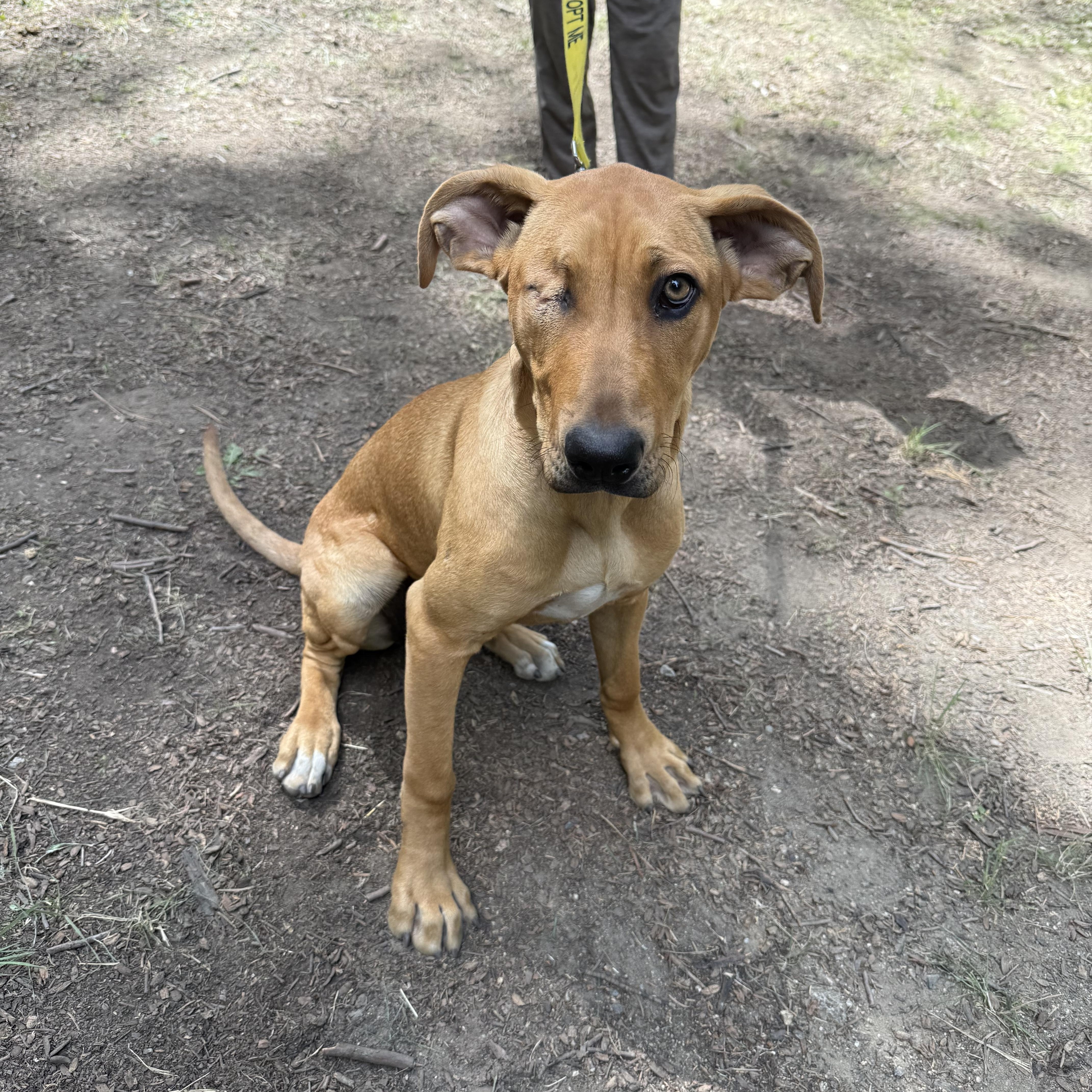 A young large-sized female Apricot / Beige Rhodesian Ridgeback dog named Jackie for adoption in San Diego, CA