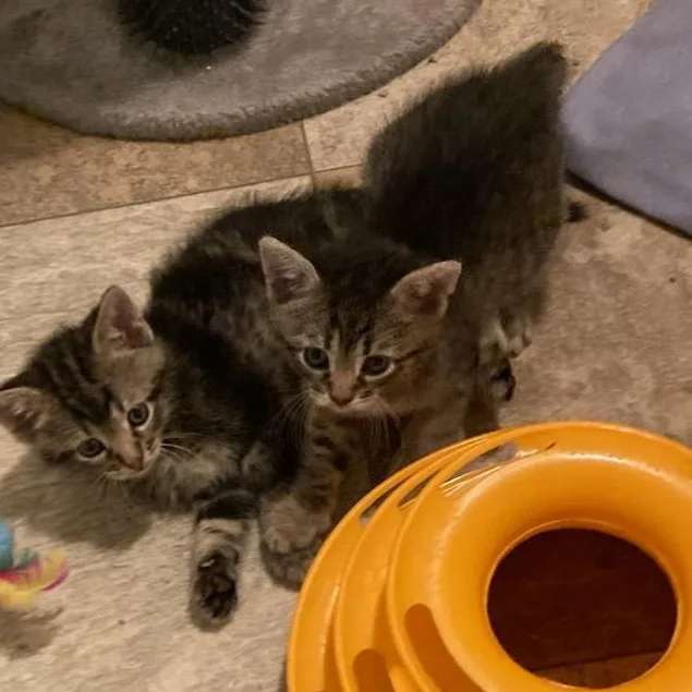 A baby medium-sized female Tabby cat named Jill for adoption in Saint Marys, WV