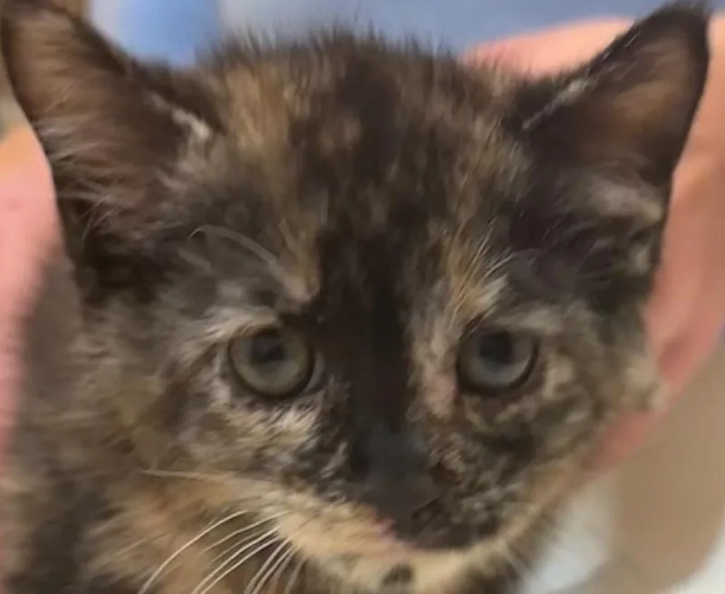 A baby small-sized female Domestic Short Hair cat named Evie for adoption in Elizabethton, TN