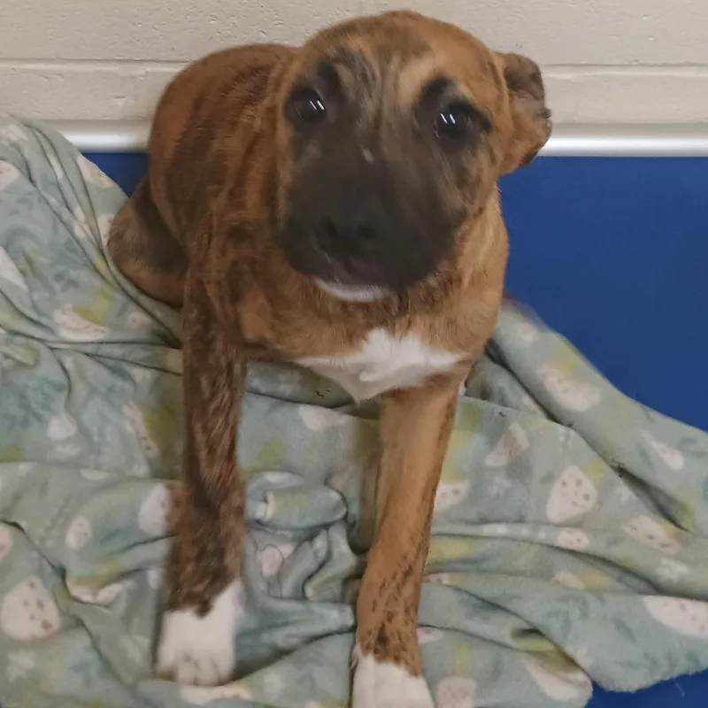 A baby medium-sized female Brindle Shepherd dog named Shirley for adoption in Palestine, TX