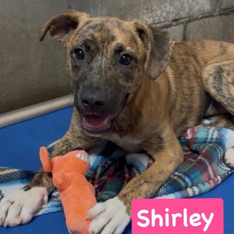 Shirley thumbnail 2