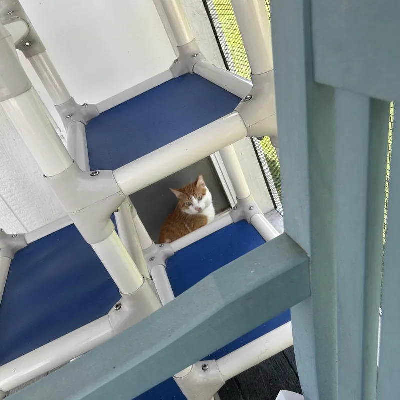 A young medium-sized male Orange / Red Domestic Short Hair cat named Sunkist for adoption in Lakeland, FL