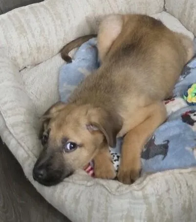 Baby Muffin