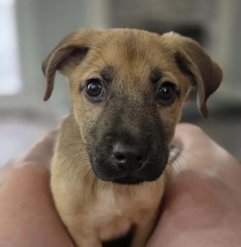 Baby Muffin thumbnail 2