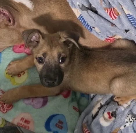 Baby Muffin thumbnail 3