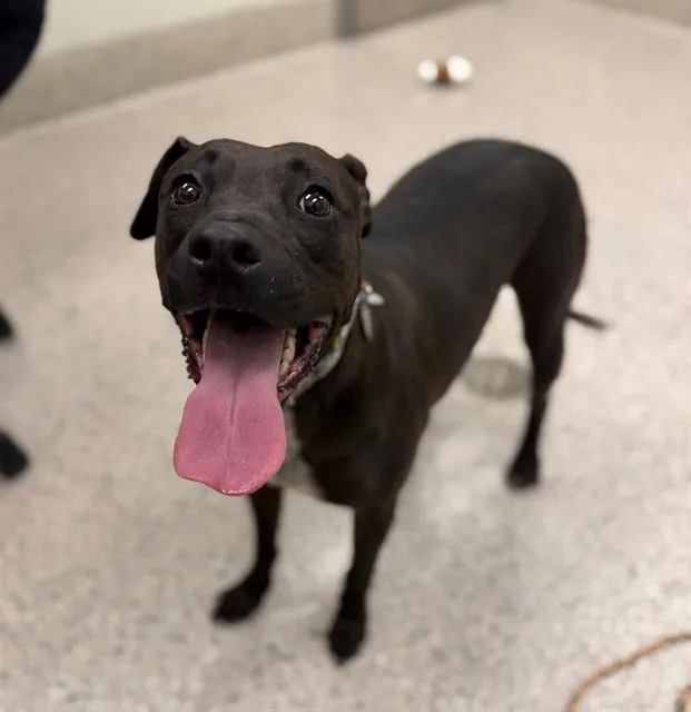 An adult large-sized female Pit Bull Terrier dog named Roxy for adoption in Brighton, CO