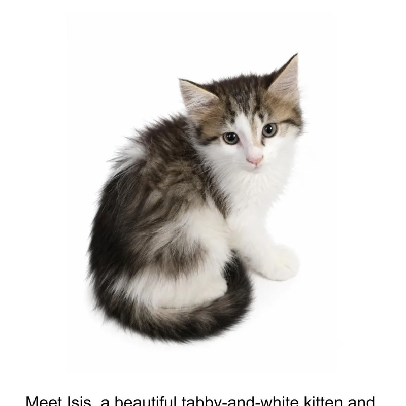 A baby medium-sized female Tabby (Buff / Tan / Fawn) Domestic Long Hair cat named Isis for adoption in Kenhorst, PA