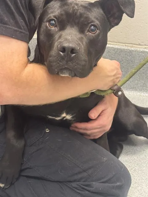 A young medium-sized male Pit Bull Terrier dog named River for adoption in Indianapolis, IN