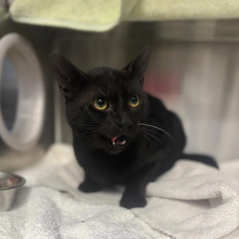 An adult large-sized male Black Domestic Short Hair cat named Anakin for adoption in Pittsburgh, PA