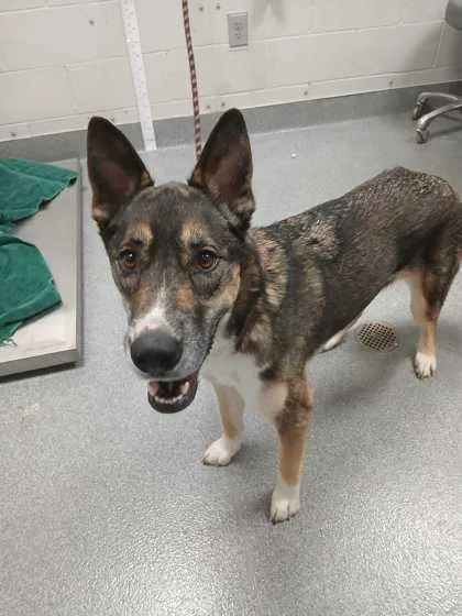 An adult large-sized female Mixed Breed dog named Luna Lovegood for adoption in Sevierville, TN