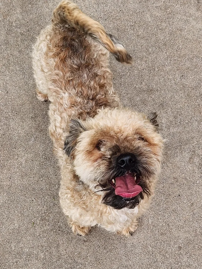 An adult small-sized male Miniature Poodle dog named Migo for adoption in San Angelo, TX