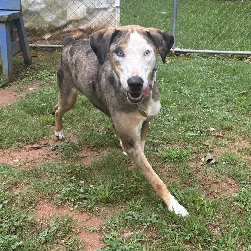 A young medium-sized female Gray / Blue / Silver Catahoula Leopard Dog dog named CT Missy for adoption in Eastford, CT