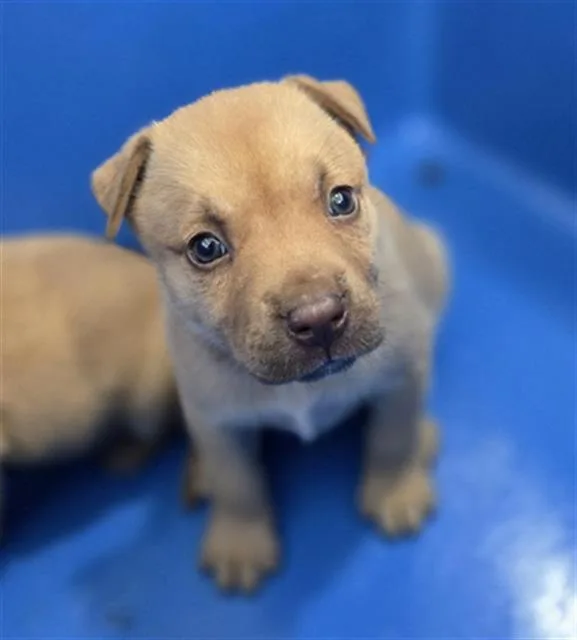 A baby large-sized female Mixed Breed dog named Sangria for adoption in Dallas, TX