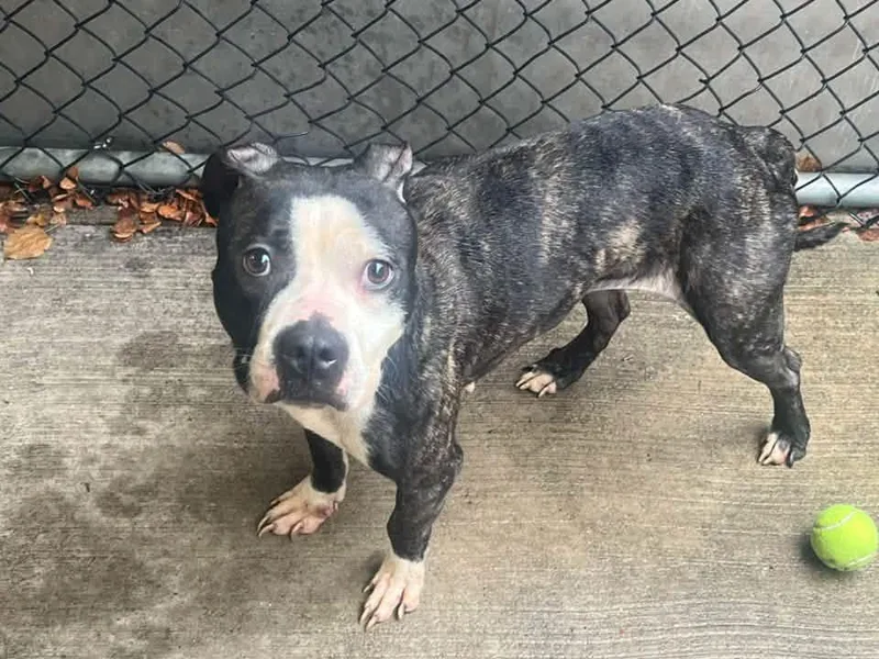 An adult medium-sized female Brindle Pit Bull Terrier dog named Dora for adoption in Chicago, IL