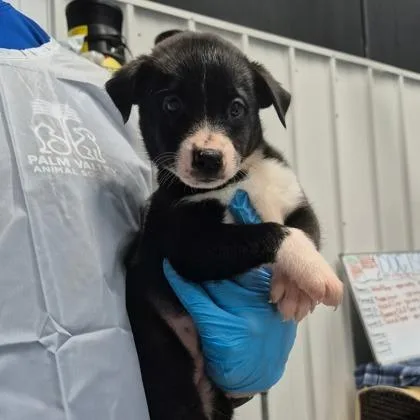 A baby medium-sized female Labrador Retriever dog named Syrax for adoption in Morton Grove, IL