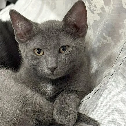 A baby medium-sized male Gray / Blue / Silver Domestic Short Hair cat named Bluey for adoption in Pleasant Hill, CA
