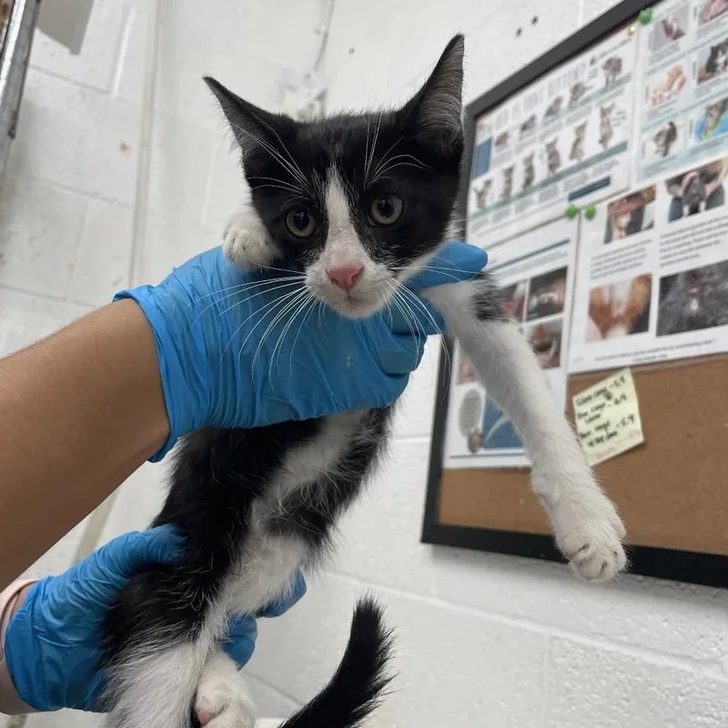 A young medium-sized male Black Domestic Short Hair cat named Brady for adoption in Leander, TX