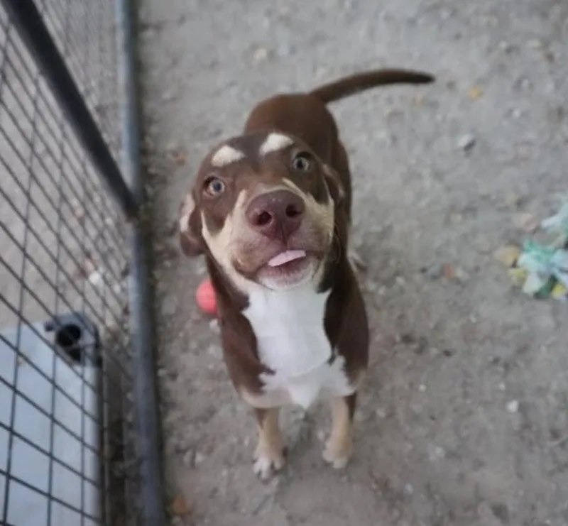 An adult medium-sized male Tricolor (Brown, Black, & White) Labrador Retriever dog named Twix for adoption in Sedalia, CO