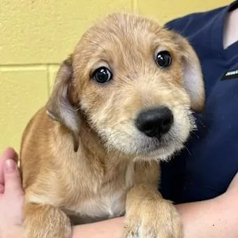 A baby medium-sized female Hound dog named Boo for adoption in Albany, NY