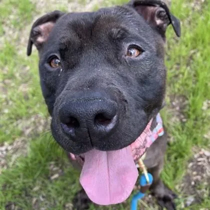 An adult large-sized male Pit Bull Terrier dog named Dallas for adoption in Wheaton, IL