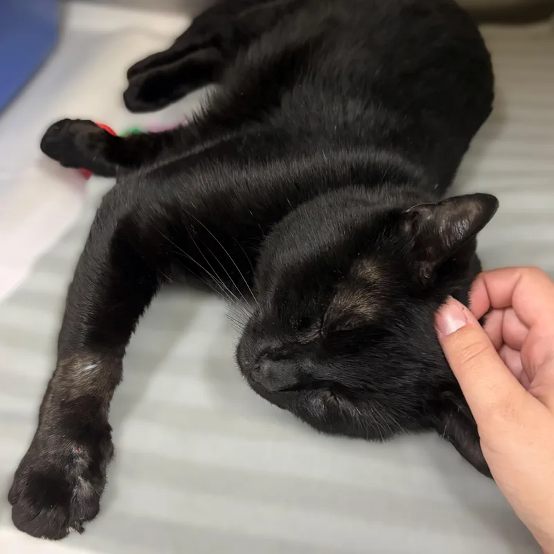 A young medium-sized male Black Domestic Short Hair cat named Osiris for adoption in Columbia, MD