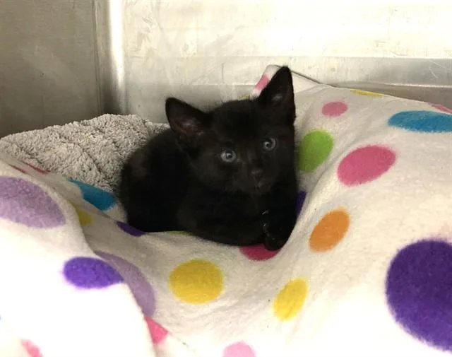 A baby small-sized female Domestic Short Hair cat named Yeti for adoption in Fremont, CA