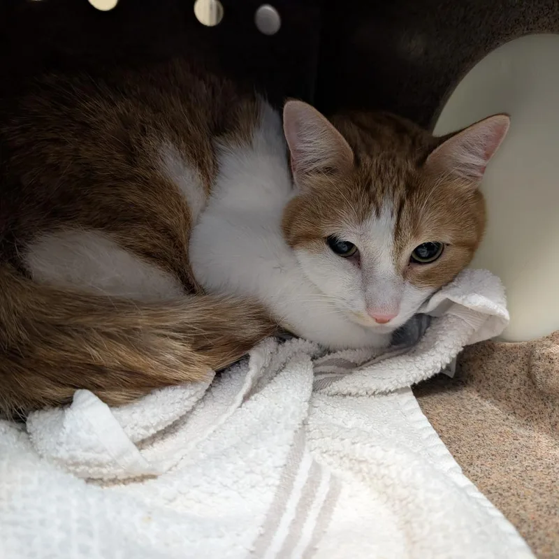 An adult large-sized male Orange / Red Domestic Short Hair cat named Butterball for adoption in Pasadena, CA