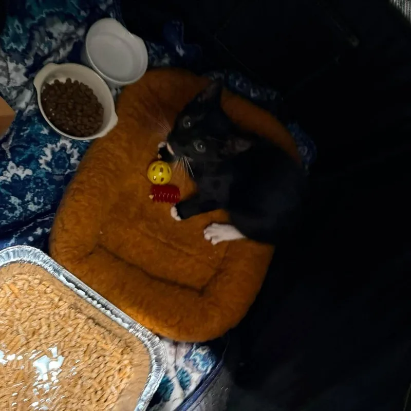 A baby small-sized male Black Domestic Short Hair cat named Pipsqueak for adoption in Leander, TX