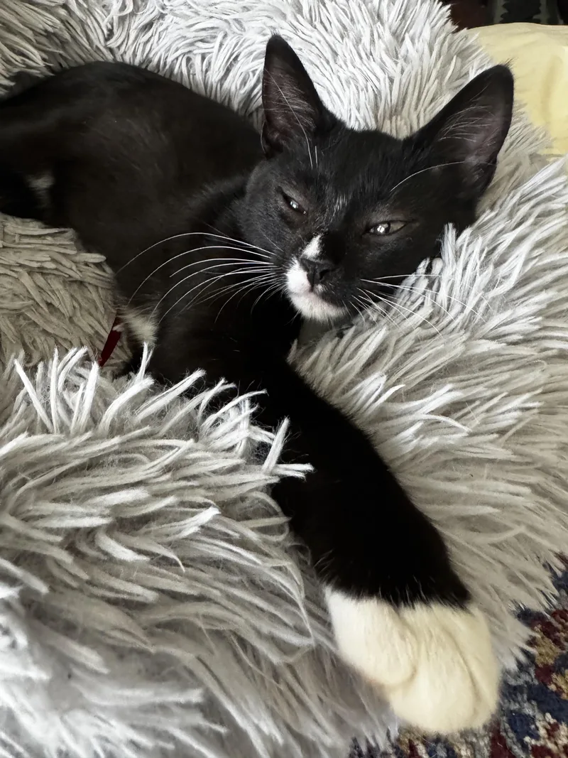 A baby small-sized female Domestic Short Hair cat named Buttercup for adoption in Hillsborough, NC