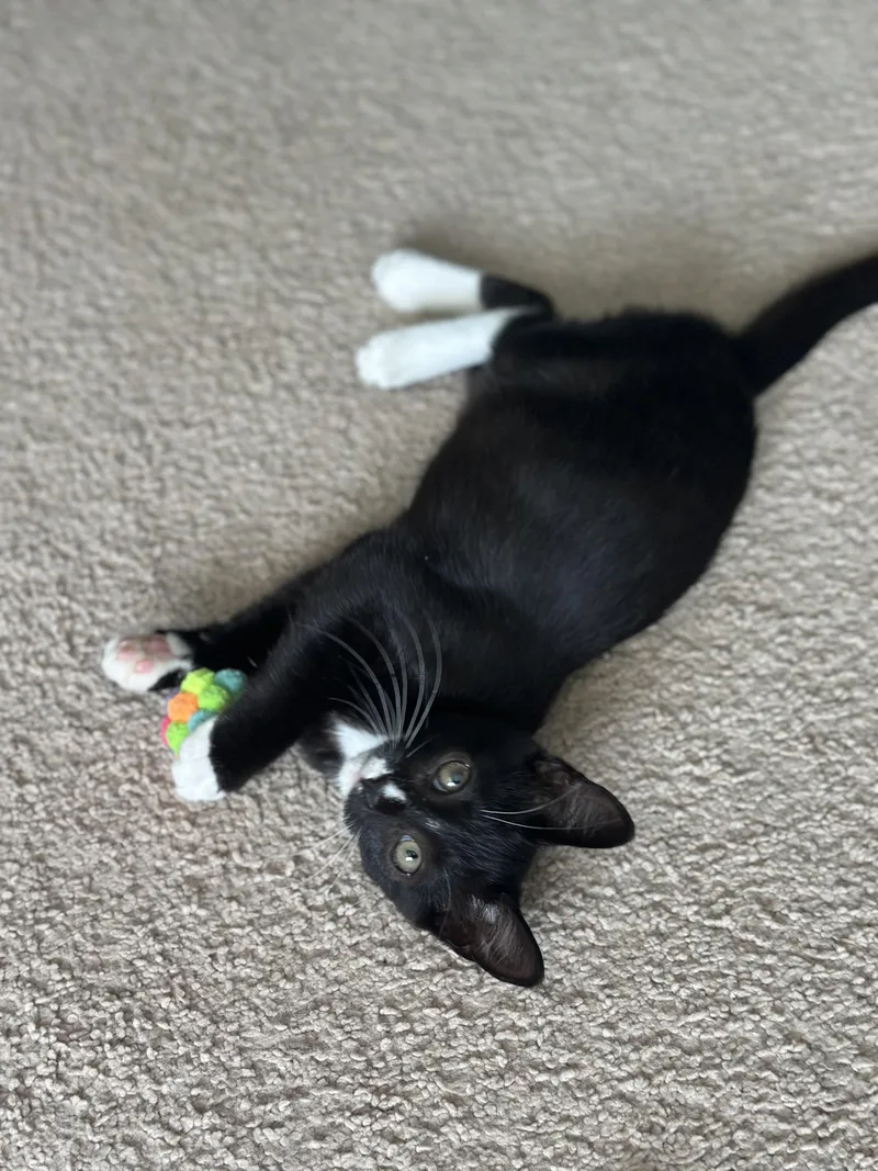 Buttercup thumbnail 3