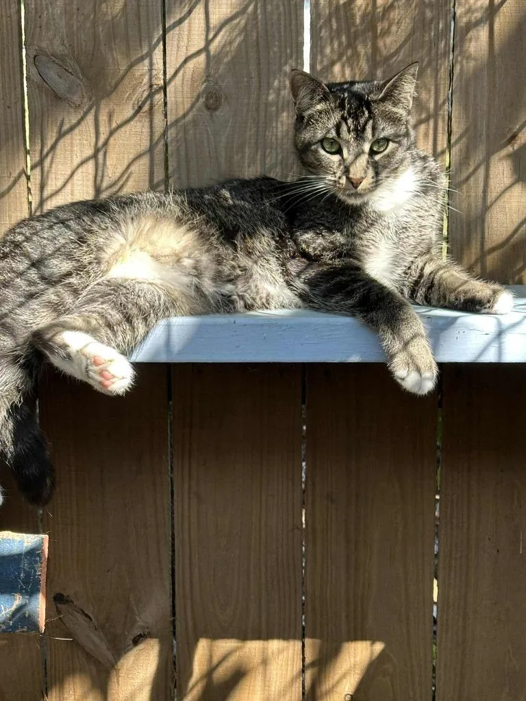 Munchkin thumbnail 2