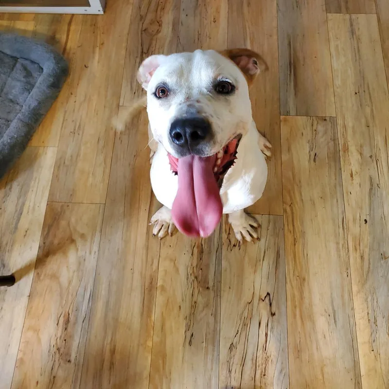 A young medium-sized male Dogo Argentino dog named Lurch for adoption in Shreveport, LA