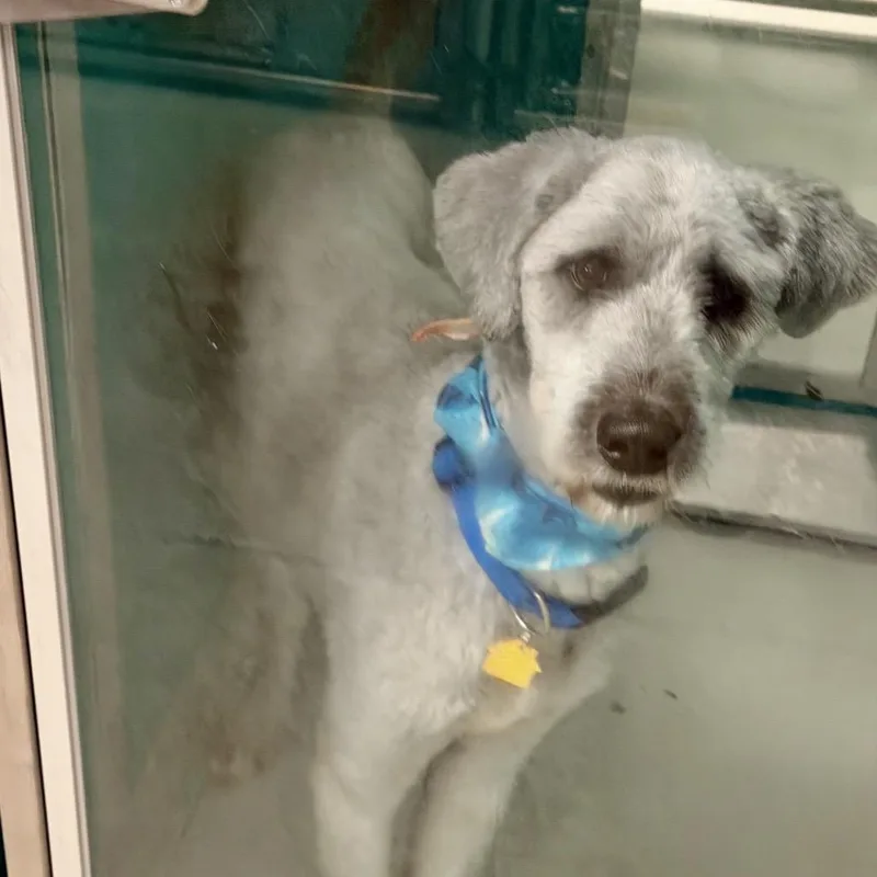 An adult medium-sized male Gray / Blue / Silver Standard Poodle dog named Arlo C for adoption in Oklahoma City, OK