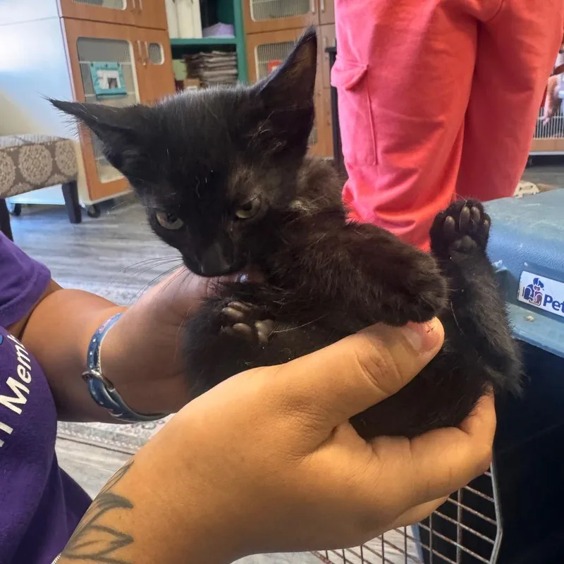 A baby small-sized male Black Domestic Short Hair cat named Dickens for adoption in Lake Jackson, TX